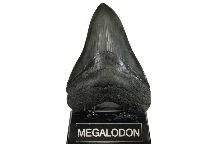 Serrated, Fossil Megalodon Tooth - South Carolina #169186